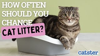How Often Should I Change Cat Litter?