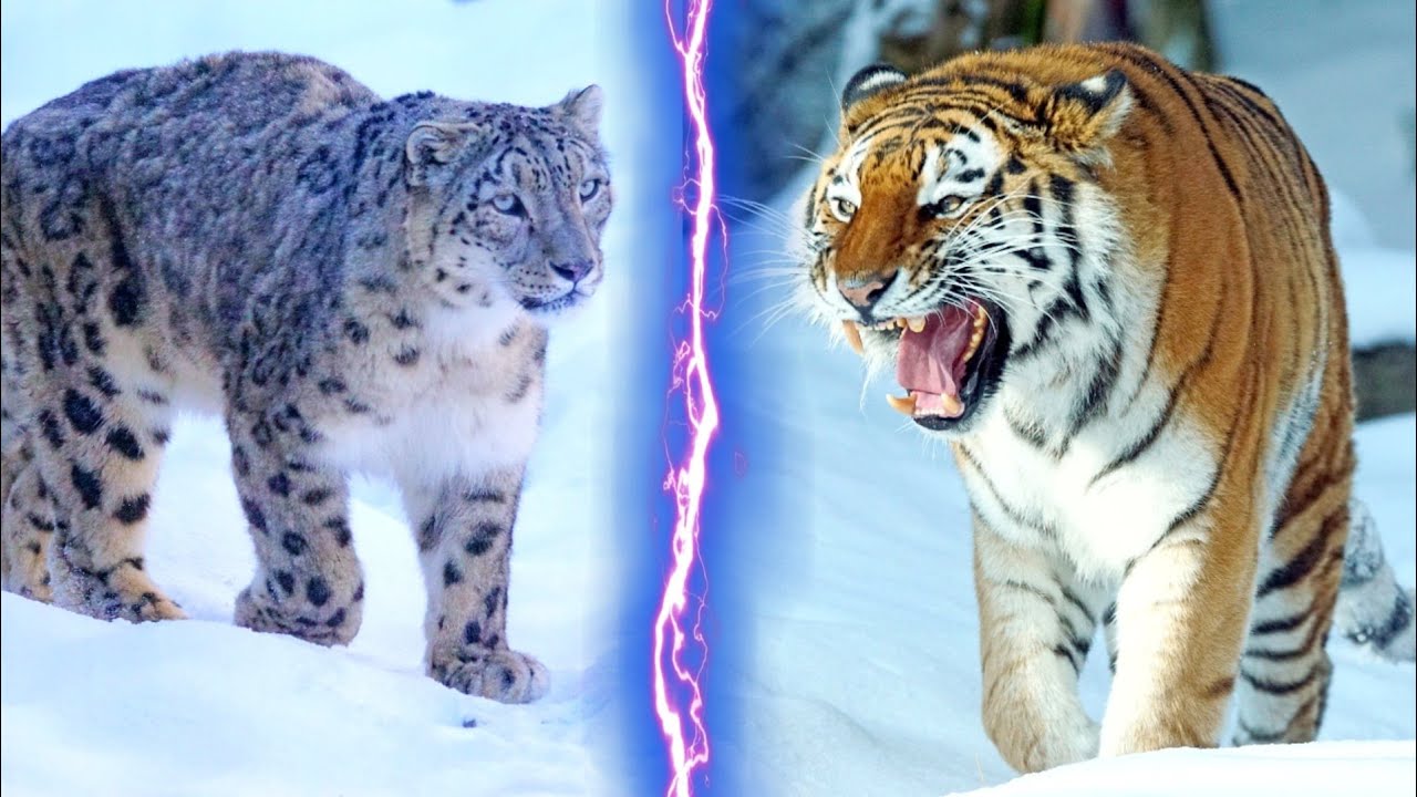 🐆 Snow Leopard vs 🐅 Siberian Tiger: See Who Wins