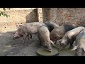 सूअर पालन का वीडियो दिखाइए pig farming @LRNNews