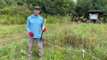 Wild Parsnip Identification and Removal