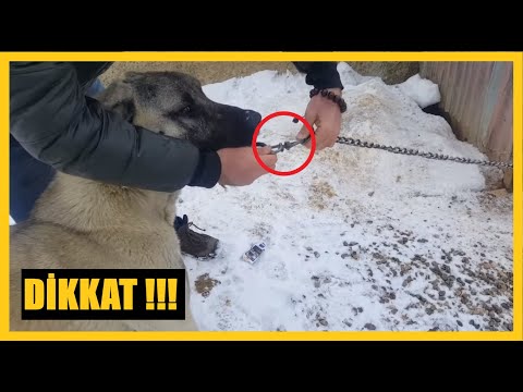 Video: Bir Köpek Bir Yarışmaya Nasıl Yerleştirilir