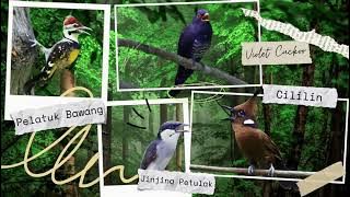 JARANG ADA ‼️MASTERAN Cililin Violet Kedasih Jinjing Petulak pelatuk DURASI PANJANG SUARA JERNIH