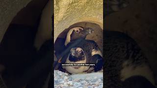 Things are heating up in the penguin villa… 🏝️ #penguin #loveisland #hertfordshirezoo
