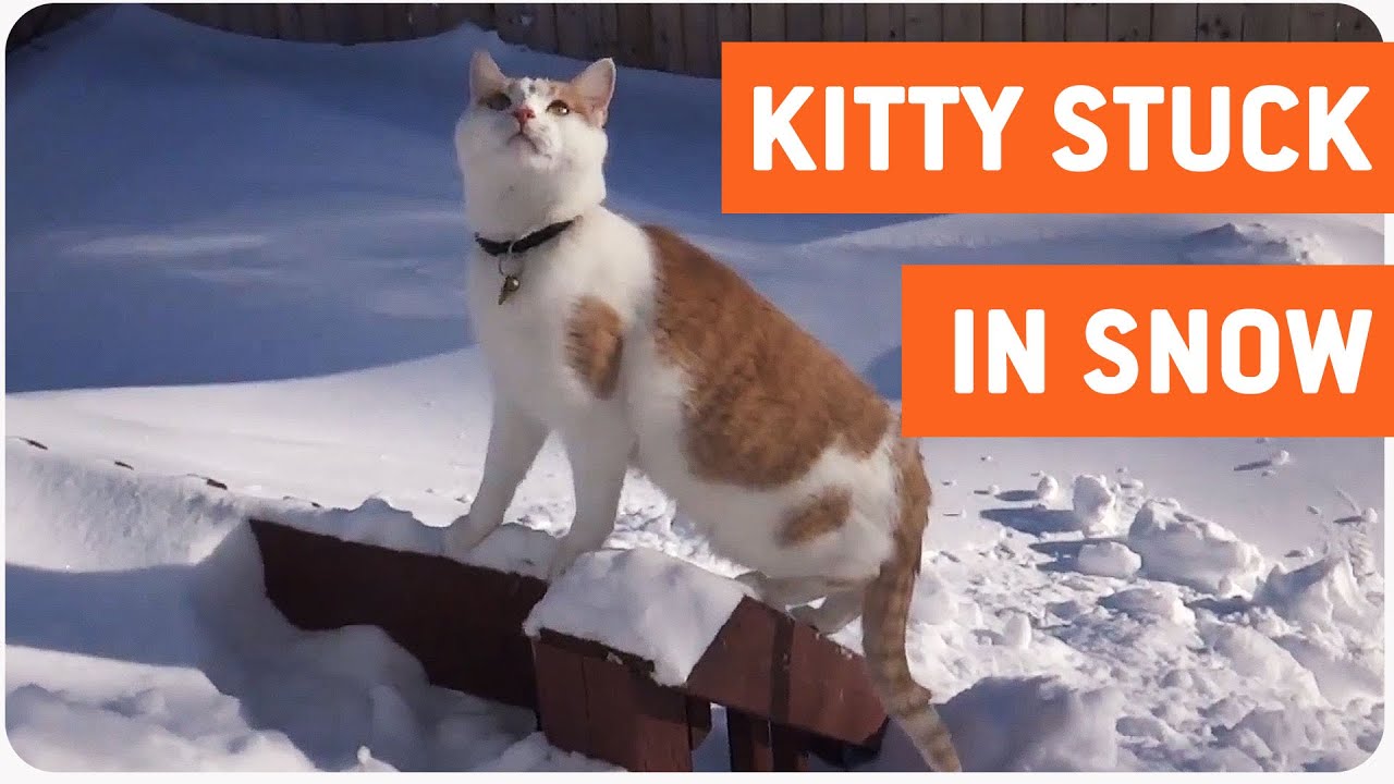 petco hours Cat Loves The Snow | Snow Party Right Meow
