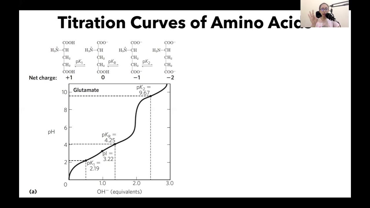 Titration Curve of Glutamate YouTube