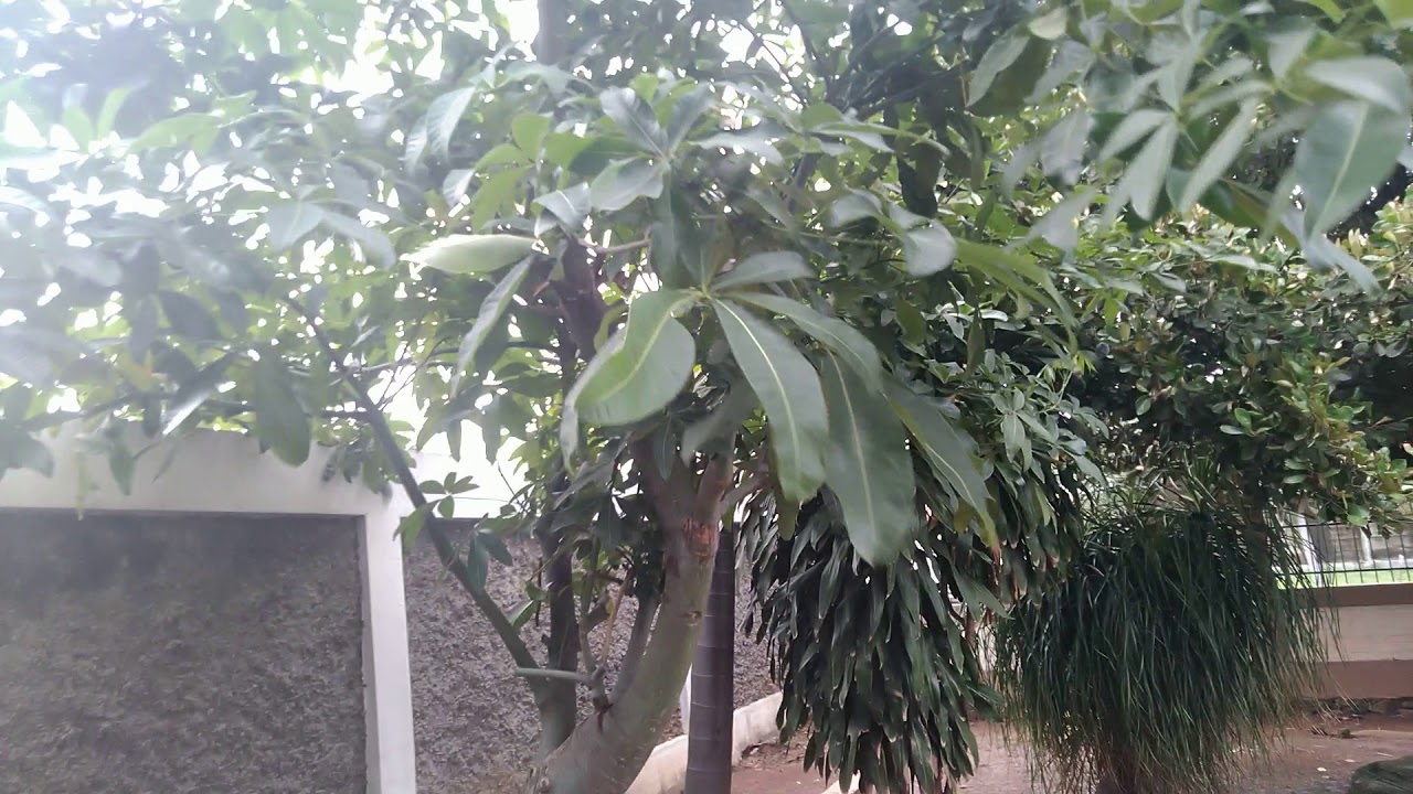 植物 パキラの育て方 剪定 挿し木 取り木 実生 植物 パキラの育て方 剪定 挿し木 取り木 実生