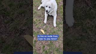 I guess Maremma sheepdogs don't really know how to play fetch...