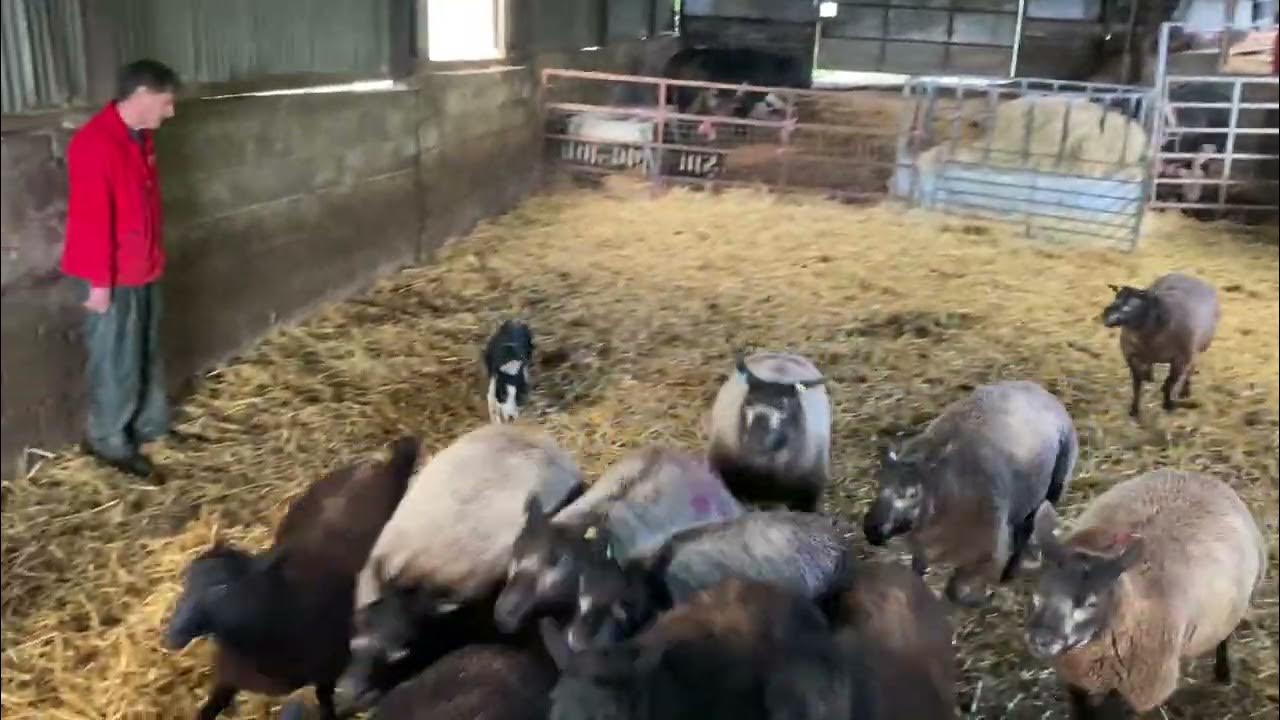 Lot 70 Tess Farmers Marts Dolgellau 16.11.22 YouTube