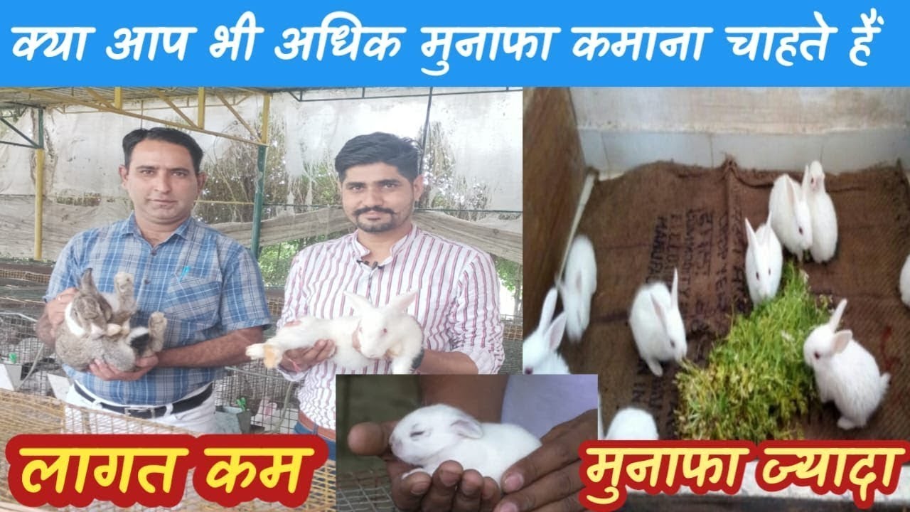 खरगोश पालने के फ़ायदे और नुकसान    Rabbit🐰 Farming Profit Business    How Start Rabbit Farm