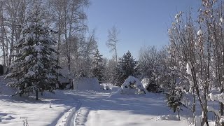 Пасека на связи # 7 мороз и солнце, и снег