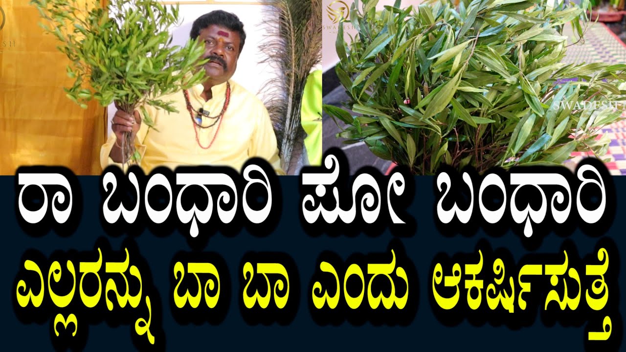 ರಾ ಬಂದಾರು ಪೋ ಬಂದಾರು । ಎಲ್ಲರನ್ನು ಬಾ ಬಾ ಎಂದು ಆಕರ್ಷಣೆ ಮಾಡುತ್ತದೆ । ಇದು ದೇಹ ಬಾದೆಗಳಿಗೂ ರಾಮಬಾಣ