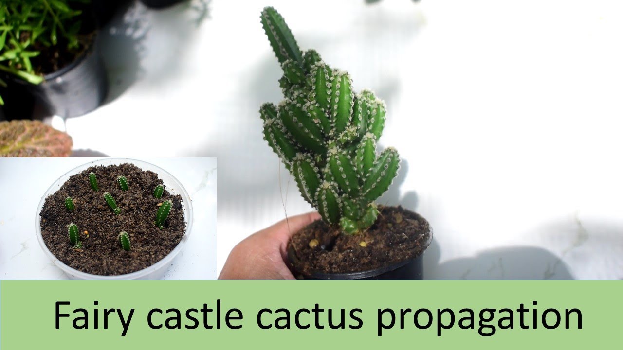 Fairy Castle Cactus care and propagation