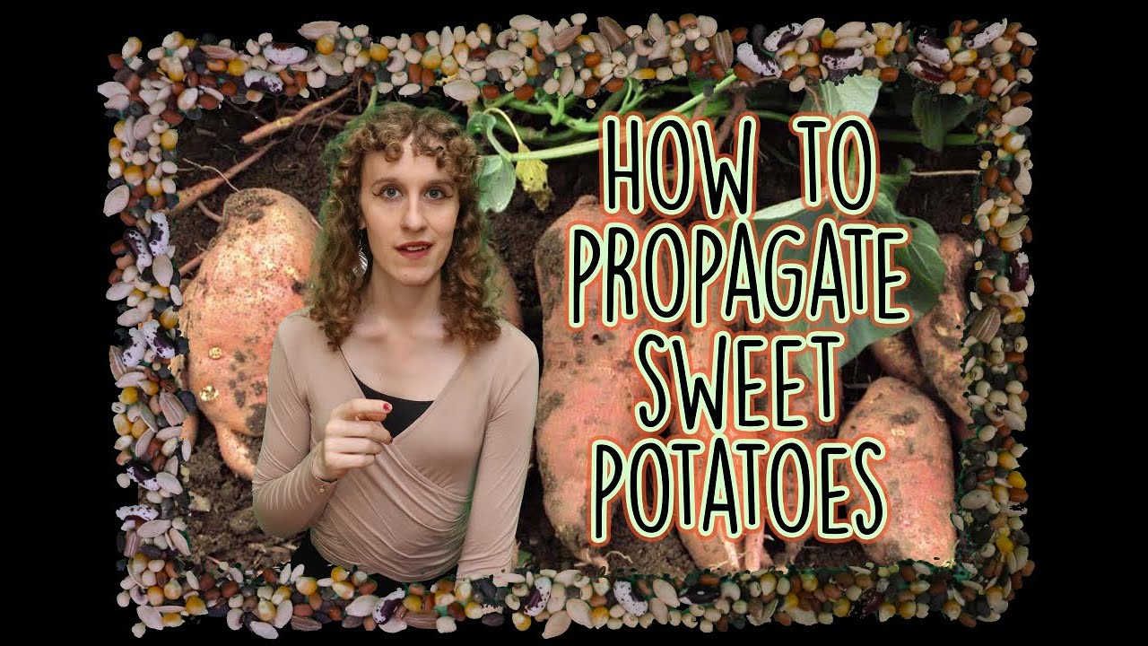 Southern Seed Series, Sweet Potatoes, short