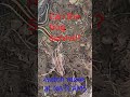Red Stripe Ribbon Snake eating a wood frog