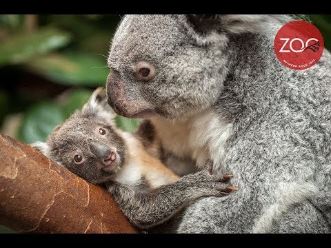 Video: Koala: Wat We Weten Over Buideldieren