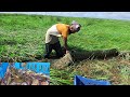 Unique Prawn Fishing Technique in Bamboo box Trap||Eel Fishing||Field Fishing