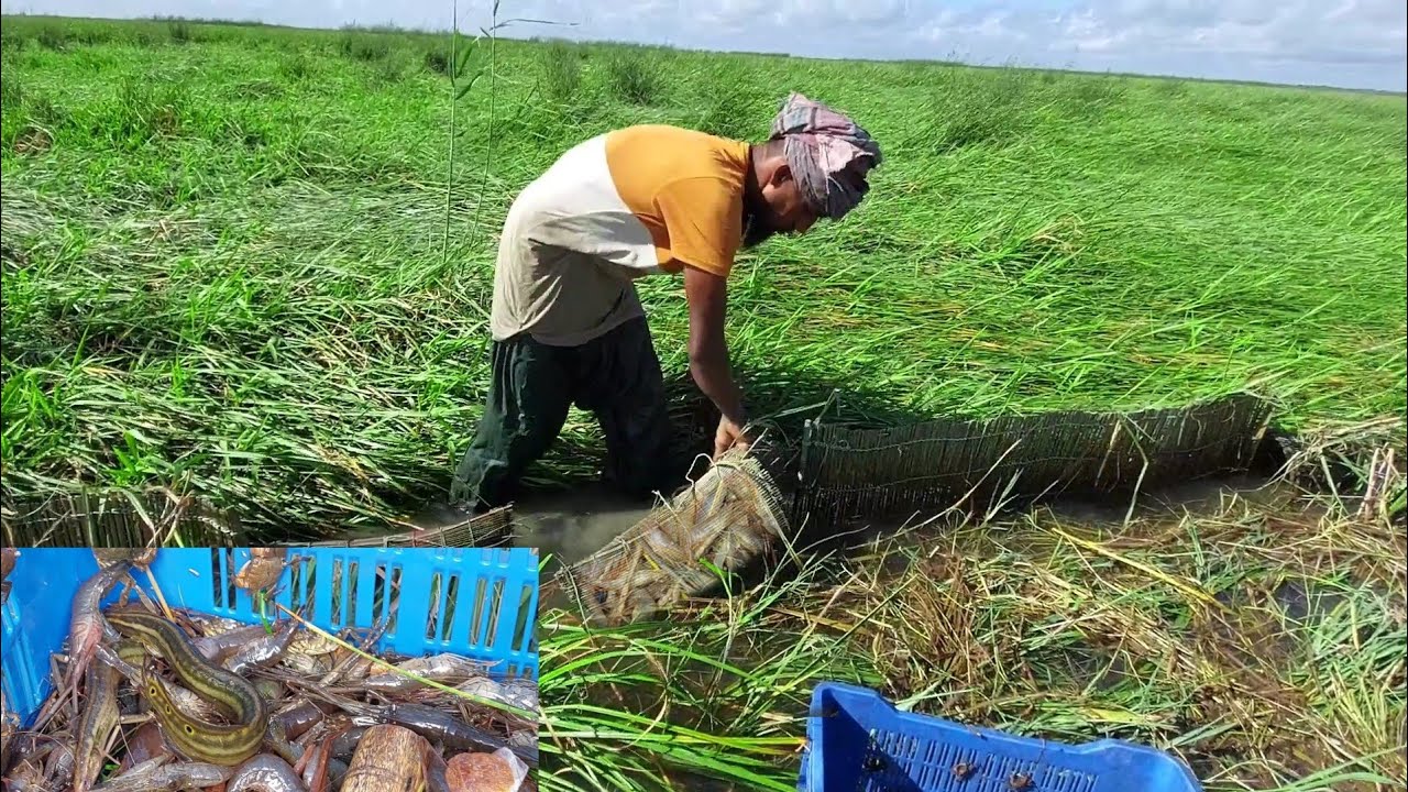Unique Prawn Fishing Technique in Bamboo box TrapEel FishingField