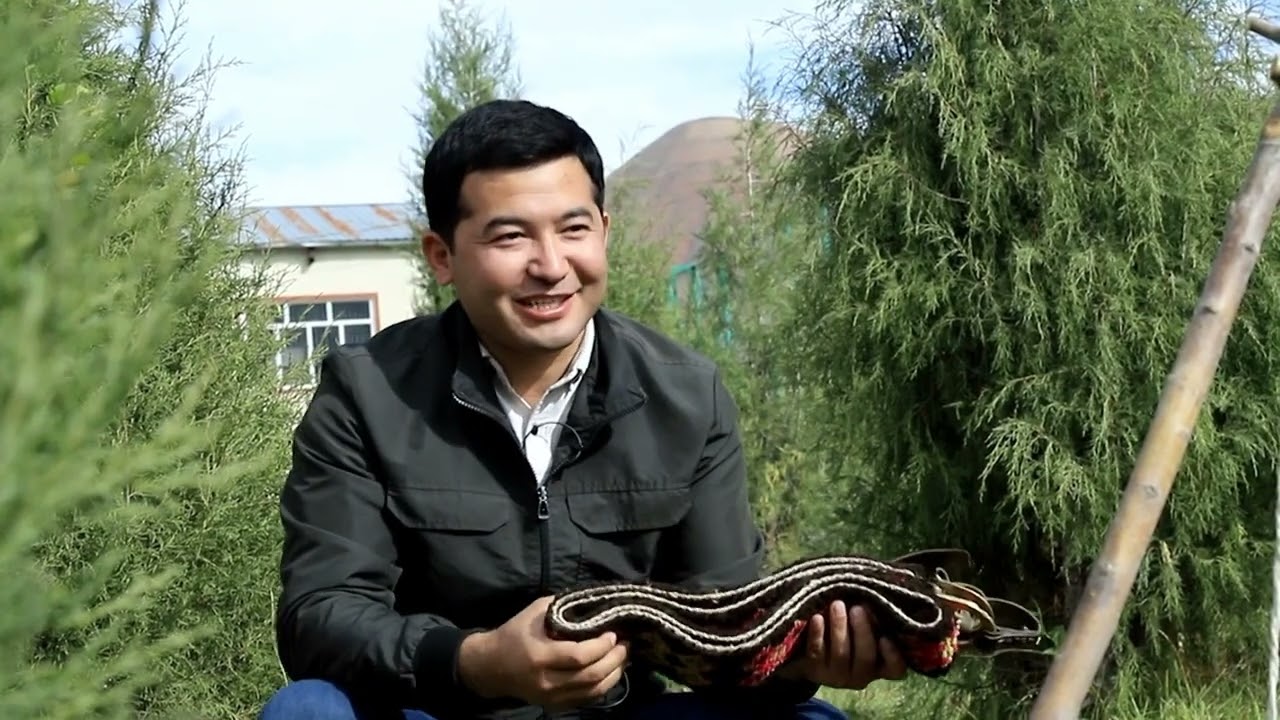 ТООЛУ ЖЕРДИН ТОПУРАГЫ АЛТЫН/ МЕНИН АЙЫЛЫМ/ТЕРЕК АЙЫЛЫ