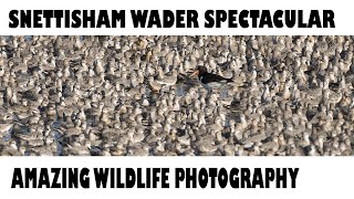 SNETTISHAM WADER SPECTACULAR-Awesome wildlife Photography