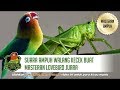 SANGAT AMPUH Walang Kecek Buat Masteran Lovebird Juara Full 1 Jam