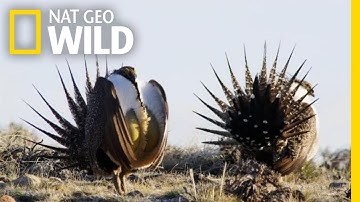 The Grouse