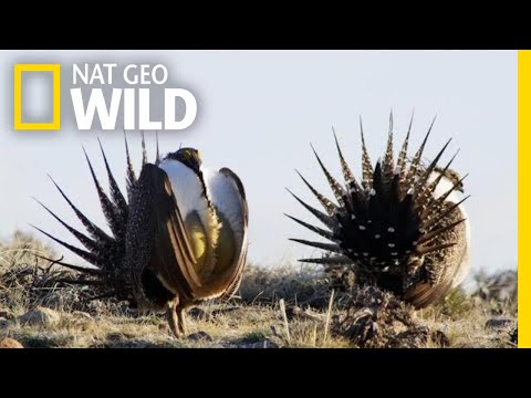 The Grouse&rsquo;s Unique Mating Ritual | America the Beautiful