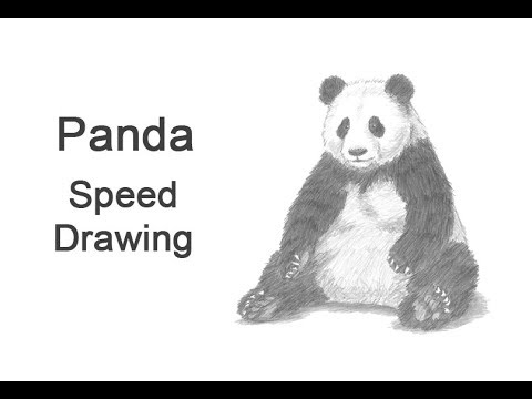 How To Draw A Panda Sitting