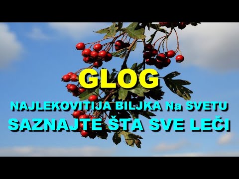 Video: Cvijet gloga: ljekovita svojstva, kontraindikacije, primjena