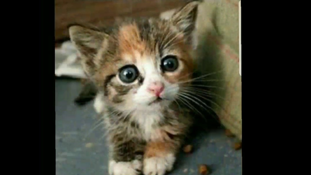 Cute Animal SlideShow YouTube