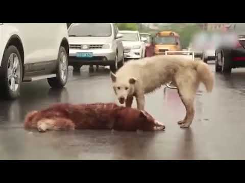 Ölen Arkadaşı İçin Hıçkıra Hıçkıra Ağlayan Köpek