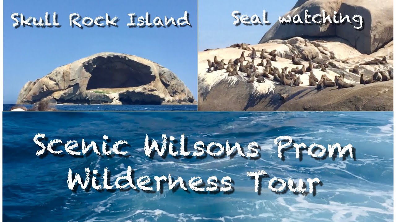 Wild n out - Dancing Seals! Beachy ttd in Wilsons Prom | Wilderness Tour | A day in travel life