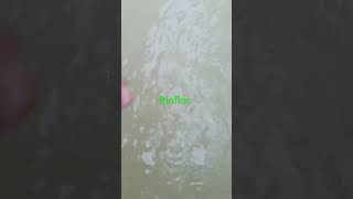 Floc Development In Biofloc Tank