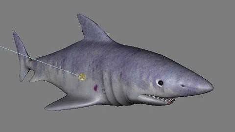 3ds max Design method shark