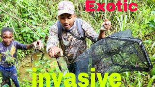 Exotic Crayfish Hunt Invasive to Jamaican water's deep in the Woods / Catch and Cook