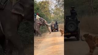 Tiger Charges Mahout On Elephant Safari जम करबट म हथ सफर पर टइगर क हमल