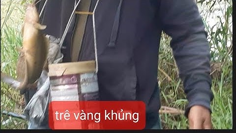 Câu cá trê vàng ở ma rem gập trời mưa #youtube ,câu cá hóc môn