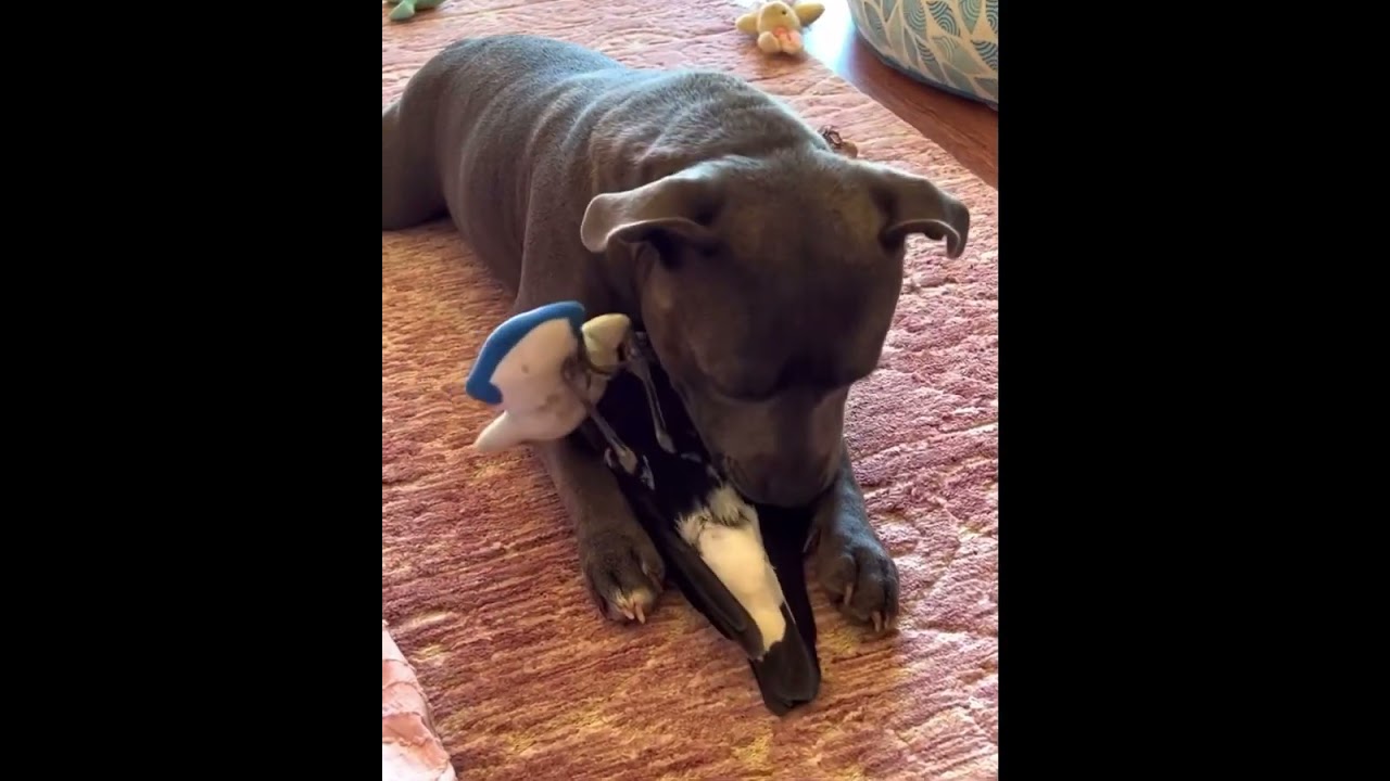 Watch So funny! A Magpie bird plays with dogs . on YouTube Watch So funny! A Magpie bird plays with dogs . on YouTube
