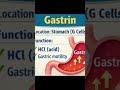 Git hormones #anatomy #anatomy #physiohub #viralvideo #physiotherapist