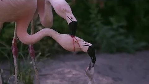 Como o flamingo alimenta o filhote?