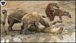 Hyenas Attack The Lion Trapped In The Swamp So Brutally