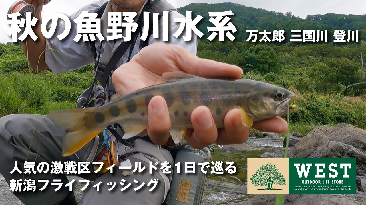 初秋の 魚野川水系 人気3河川をドライで釣る 新潟flyfishing 激戦区のイワナ ヤマメに挑戦 Youtube