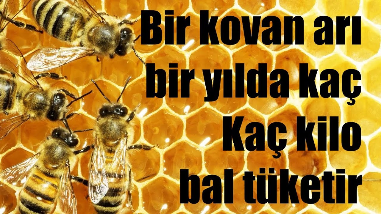 Bir kovan arı bir yılda kaç kilo bal tüketir.