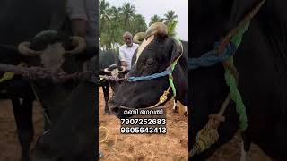 20 ലിറ്റർ ഉറപ്പ്‌, വിലക്കുറവിൽ വാങ്ങാം #shortsfeed