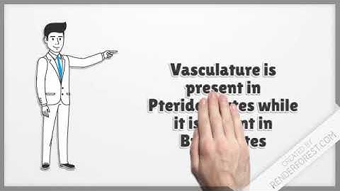 Difference between Pteridophytes and Bryophytes