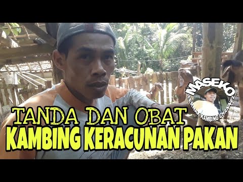 Video: Kasus Kambing Muntah