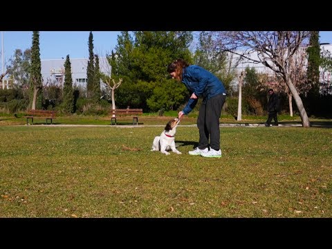 Βίντεο: Πώς να εκπαιδεύσει το σκυλί σας για να πάει στο μπάνιο για την εντολή