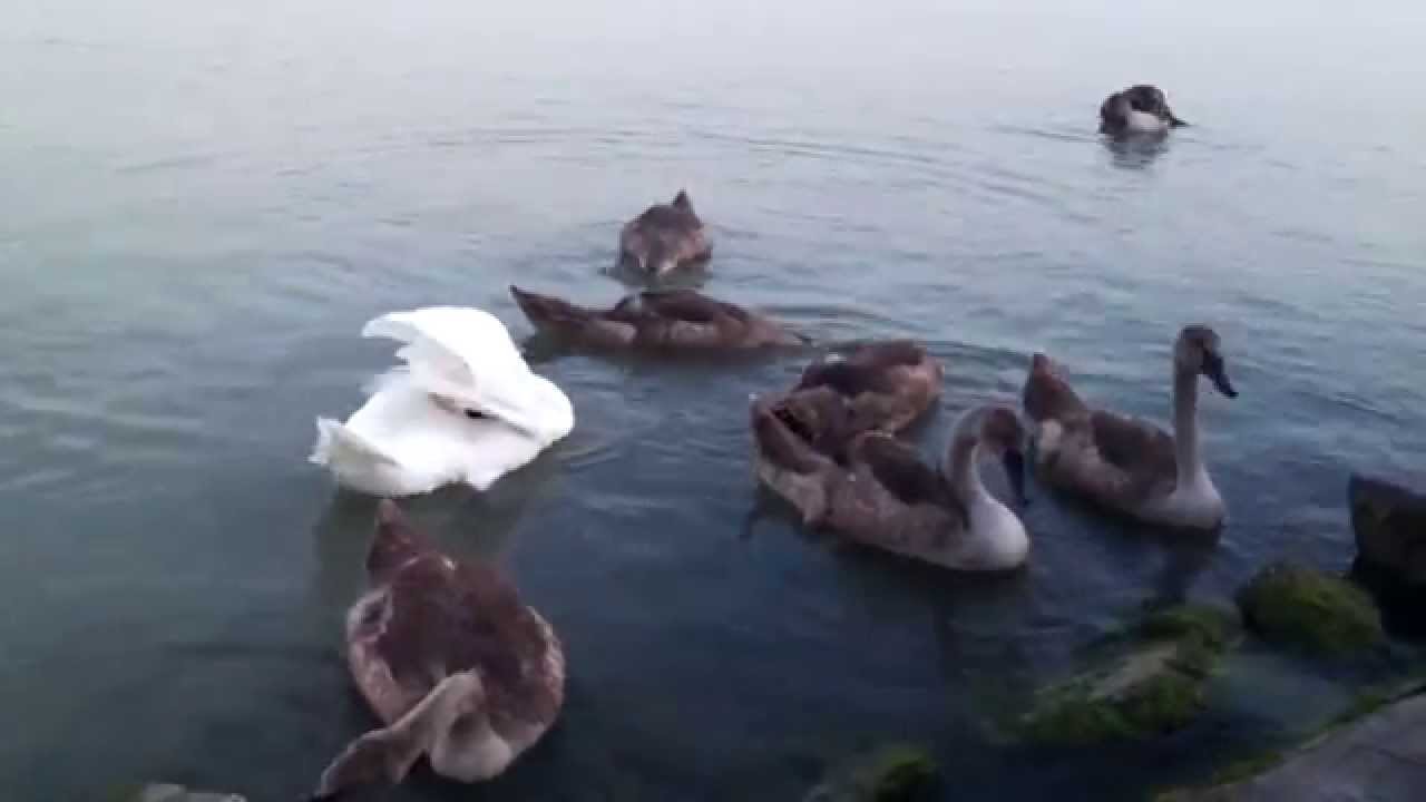 Озеро Балатон Венгрия.