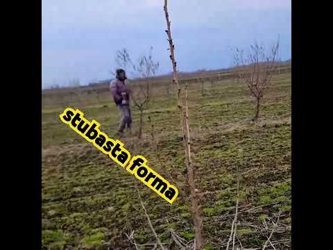 Sadnica mečije leske
