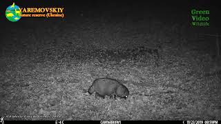 Raccoon dog getting ready for hibernation / Енотовидная собака / Nyctereutes procyonoides. Wildlife