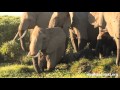 Amboseli Elephants - Orabel, An Elephant Mother and Matriarch
